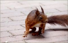 Eichhörnchen Eichhörnchen