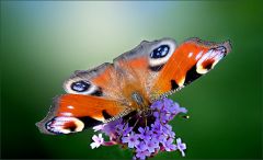 Pfauenauge Pfauenauge