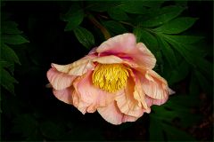 Pfingstrose Pfingstrose