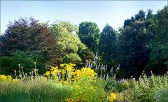 Wildwuchs im Sommergarten Wildwuchs im Sommergarten