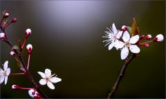 Schleheblüten Schleheblüten