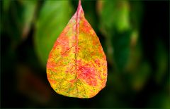 Herbstblatt Herbstblatt