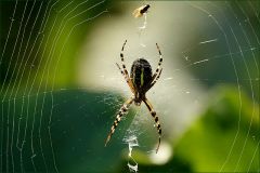 Spinne und oben eine kleine Fliege