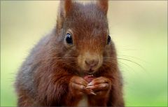 Eichhörnchen Eichhörnchen