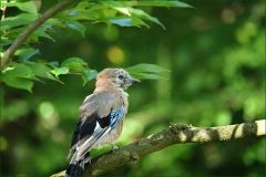 Eichelhäher Eichelhäher