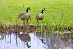 Kanadagänse Kanadagänse