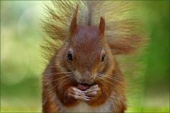 Eichhörnchen Eichhörnchen