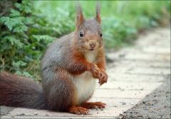 Eichhörnchen Eichhörnchen