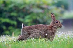 Wildkaninchen Wildkaninchen
