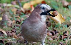 Eichelhäher mit einer Eichel im Schnabel