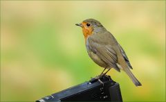 Rotkehlchen auf der Videocam Rotkehlchen auf der Videocam