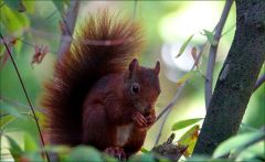 Eichhörnchen Eichhörnchen