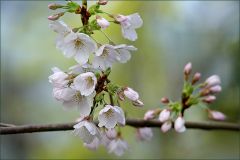 Baumblütenzweig Baumblütenzweig