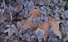 Verwelkte Blätter mit leichtem Raureif