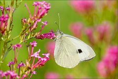 Kohlweissling Kohlweissling