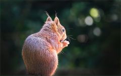 Eichhörnchen