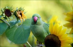 Papagei zwischen Sonnenblumen