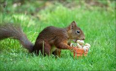 Es holt sich eine Erdnuss Es holt sich eine Erdnuss