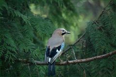 Eichelhäher Eichelhäher