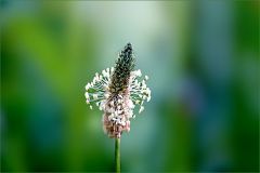 Spitzwegerich Spitzwegerich