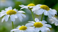 Balsamkraut Balsamkraut