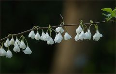 Zweig vom Schneeglöckchenbaum Zweig vom Schneeglöckchenbaum