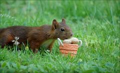 Das Eichhörnchen traut sich heran Das Eichhörnchen traut sich heran