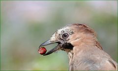 Eichelhäher Eichelhäher