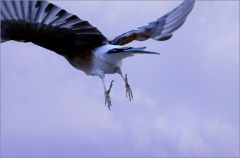 Eichelhäher Eichelhäher