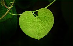 Grünes Herz Grünes Herz