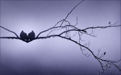 Taubenpaar Taubenpaar