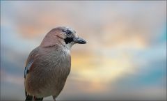 Eichelhäher Eichelhäher