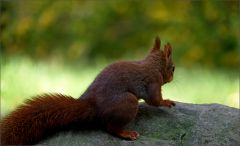 Eichhörnchen Eichhörnchen