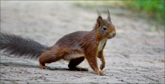 Eichhörnchen Eichhörnchen