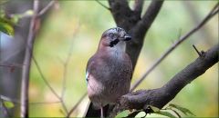 Eichelhäher Eichelhäher