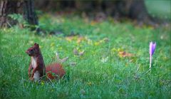 Eichhörnchen und Herbstzeitlose Eichhörnchen und Herbstzeitlose