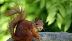 Eichhörnchen Eichhörnchen