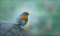 Rotkehlchen Rotkehlchen