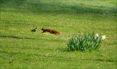 Eichhörnchen Eichhörnchen