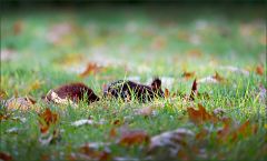 Eichhörnchen im Herbst