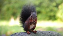 Eichhörnchen Eichhörnchen