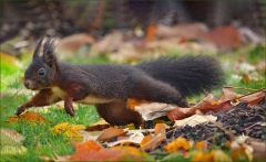 Eichhörnchen Eichhörnchen