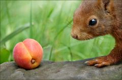 Ich habe dem Eichhörnchen eine Aprikose mitgebracht Ich habe dem Eichhörnchen eine Aprikose mitgebracht