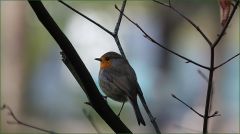 Rotkehlchen Rotkehlchen