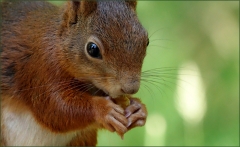 Eichhörnchen