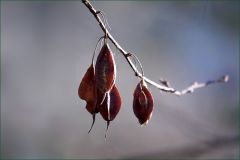 Bamsamen an einem Zweig