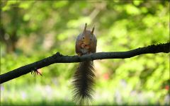 Eichhörnchen Eichhörnchen