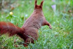 Eichhörnchen Eichhörnchen