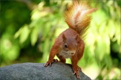 Eichhörnchen Eichhörnchen