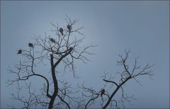 Tauben im Januar Tauben im Januar
